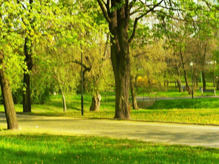 Poznańskie parki stały się doskonałym miejscem do spacerów,...