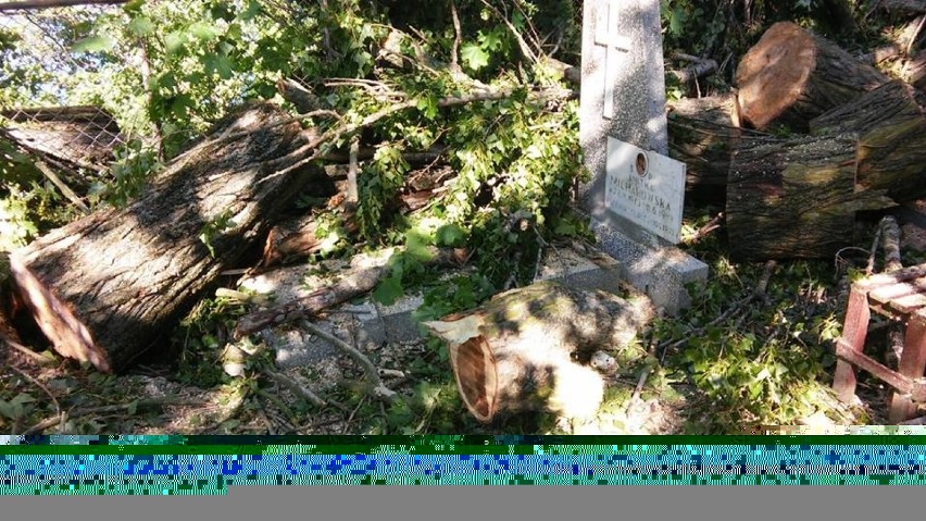 Kilkanaście dużych drzew zostało wyciętych na cmentarzu w...