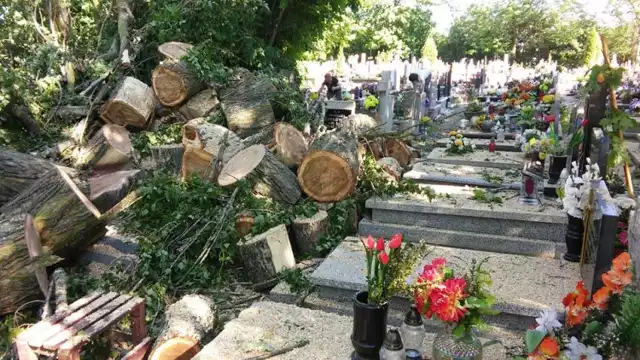 Kilkanaście dużych drzew zostało wyciętych na cmentarzu w Chełmży. Mieszkańcy są zszokowani zarówno samym faktem wycinki, jak i tym, że pnie zostały rzucone wprost między groby. O sprawie na portalu FB poinformował jeden z mieszkańców.