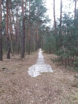 Policja ustaliła mężczyznę, który wylał nieczystości z szamba w lesie w gm. Rozprza. Teraz musi posprzątać