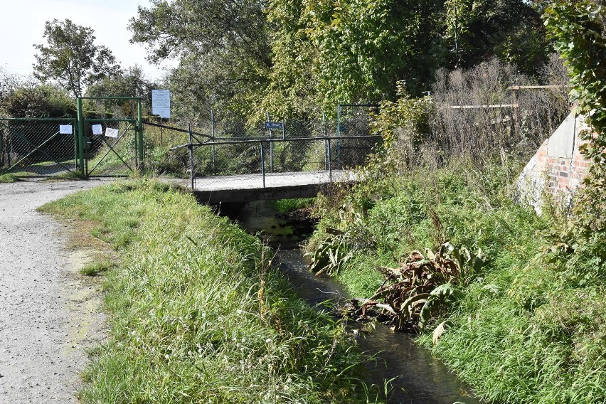 Zaniedbany kanał rzeki Oleśnica utrapieniem i zagrożeniem 