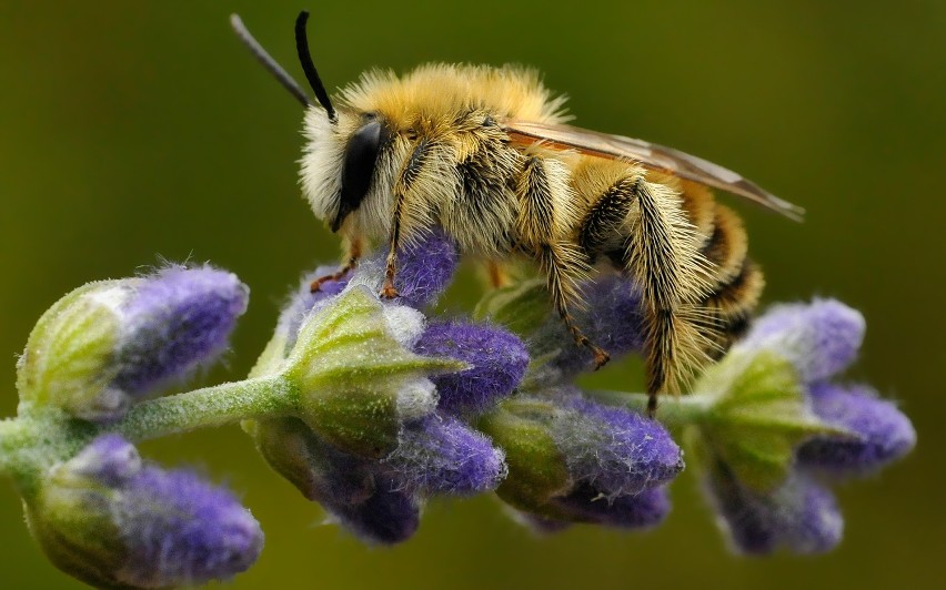 Wielki Dzień Pszczół 2015 – Ogród Botaniczny w Łodzi...