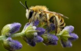 Wielki Dzień Pszczół 2015 – Ogród Botaniczny w Łodzi zaprasza do świętowania