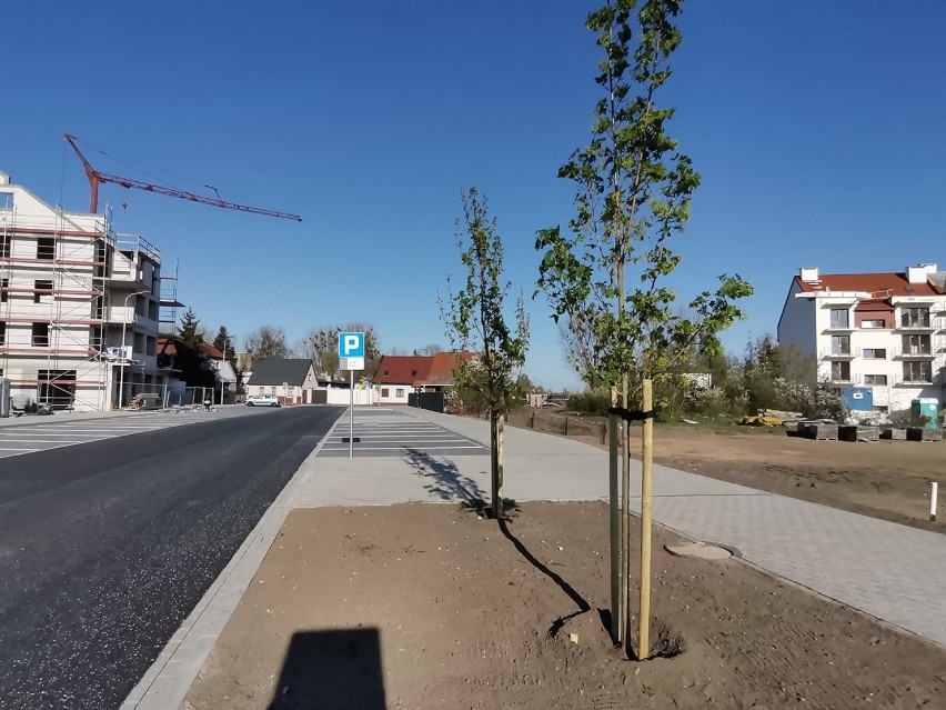 Posadzono drzewa przy nowej drodze "Za sądem" w Wągrowcu  [ZDJĘCIA]