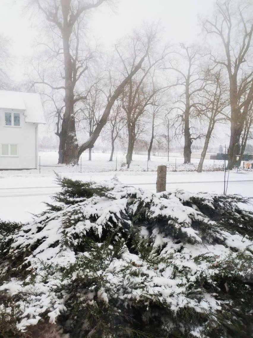 Zima w Wolsztynie. Zobacz przykryte śniegiem ogrody naszych...