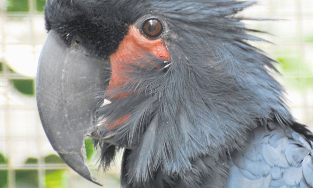 Jedyna żałobnica palmowa we wrocławskim zoo to samiec, który dożył już 37 lat