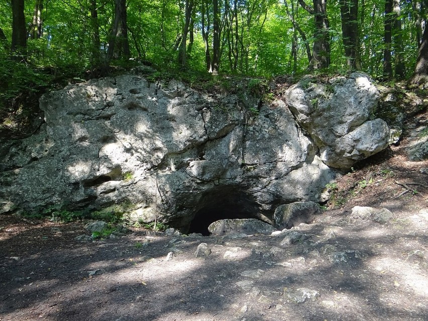 Jedną z ciekawszych jaskiń jurajskich jest jaskinia „W...