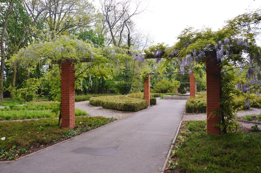 Ogród botaniczny w Piotrkowie w połowie maja 2020