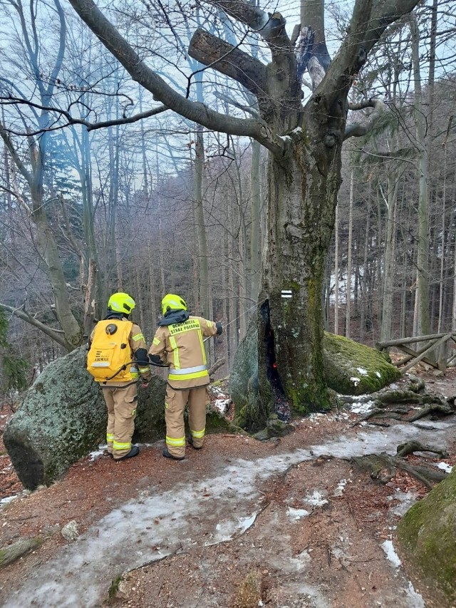 Strażacy pojawili się na czarnym szlaku na zamek Chojnik, by ugasić tlące się wewnątrz drzewo