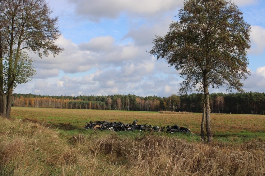 Zbąszyń: Na trasie Nowy Dwór - Ernestynowo ktoś zgubił całą przyczepę odpadów problemowych [Zdjęcia]