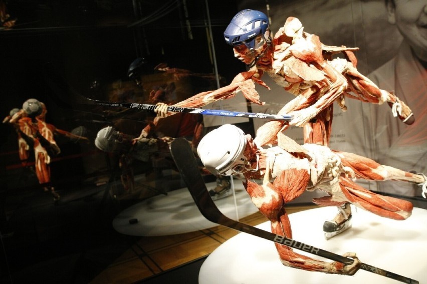 Wystawa Body Worlds powraca do Warszawy