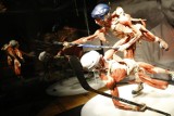 Wystawa Body Worlds powraca do Warszawy. Kontrowersyjna ekspozycja pojawi się w Pałacu Kultury i Nauki