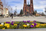 Wiosna już w Rybniku! Zrobiło się pięknie. Zobaczcie te zdjęcia. Słoneczko, krokusy, spacerowicze...