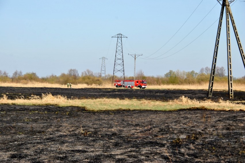 W Dzierlinie pożar traw objął powierzchnię 5 hektarów