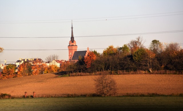 Tarnowska winnica powstanie na 7-hektarowej działce obok Parku Sanguszków, która została właśnie zaorana. Sadzenie winorośli zaplanowano na wiosnę