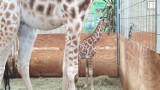 W opolskim zoo urodziła się żyrafa. Na świat przyszła w nocy z poniedziałku na wtorek