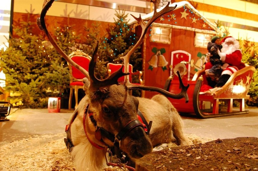 Bożonarodzeniowy Jarmark z atrakcjami w Kielcach. Przyjedzie święty Mikołaj z reniferami 