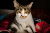 Kocham Rudą Faunę – w Rudzie Śląskiej rusza walentynkowa akcja charytatywna dla zwierząt. I LO zbiera środki, by pomóc bezdomnym kotom