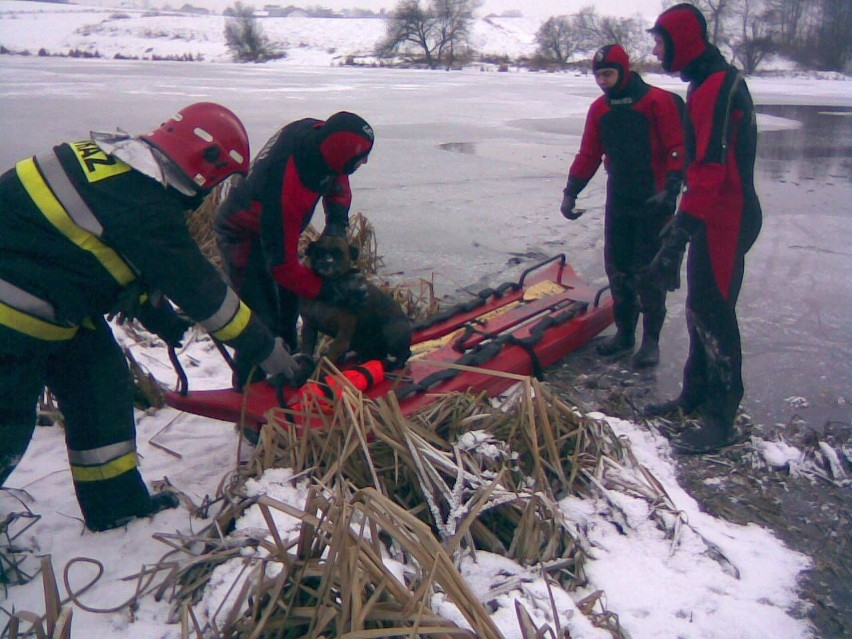 Pszów: Strażacy uratowali psa, pod którym załamał się lód na stawie [Zdjęcia]