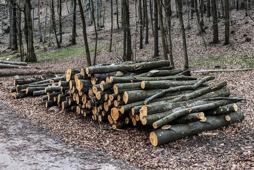 Ludzie wrócili do lasów zbierać chrust. Ile kosztuje...