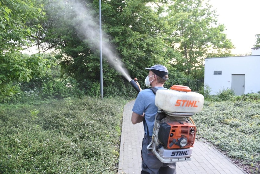 Opryski na meszki i komary rozpoczęły się w Toruniu 7...