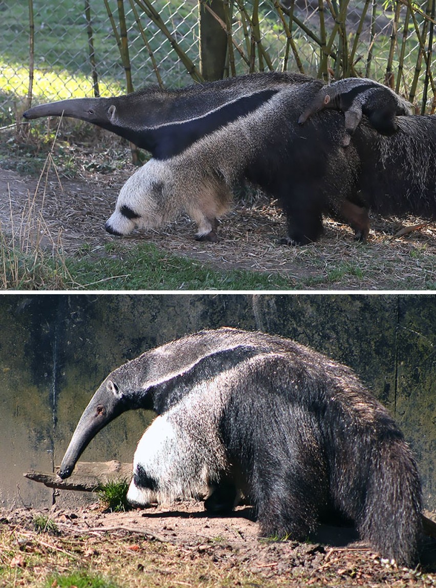 To nie panda, tylko noga mrówkojada.