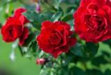 Czerwone kwiaty do ogrodu i na balkon. Polecamy 20 ładnych i łatwych w uprawie roślin, kwitnących na czerwono. Zobacz, co warto posadzić