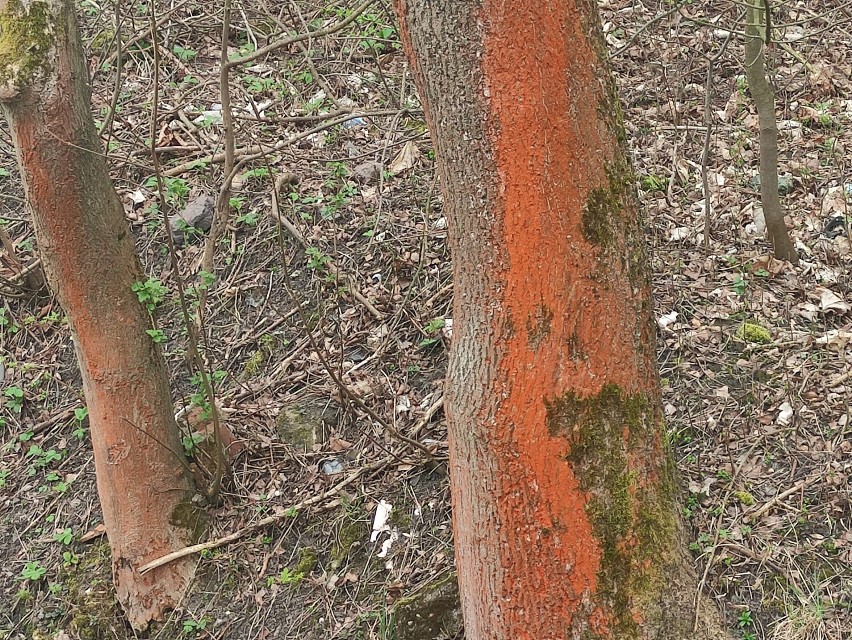 Aleja czerwonych drzew 2024 - Biały Kamień w Wałbrzychu -...