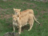 Nie żyje lwica Lingala i samiec gnu. Nowi mieszkańcy zoo to hirary