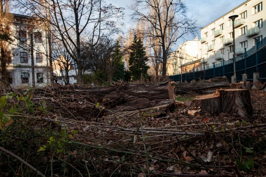 W rejonie Dolnych Młynów wycięto szpaler ogromnych topoli, w...