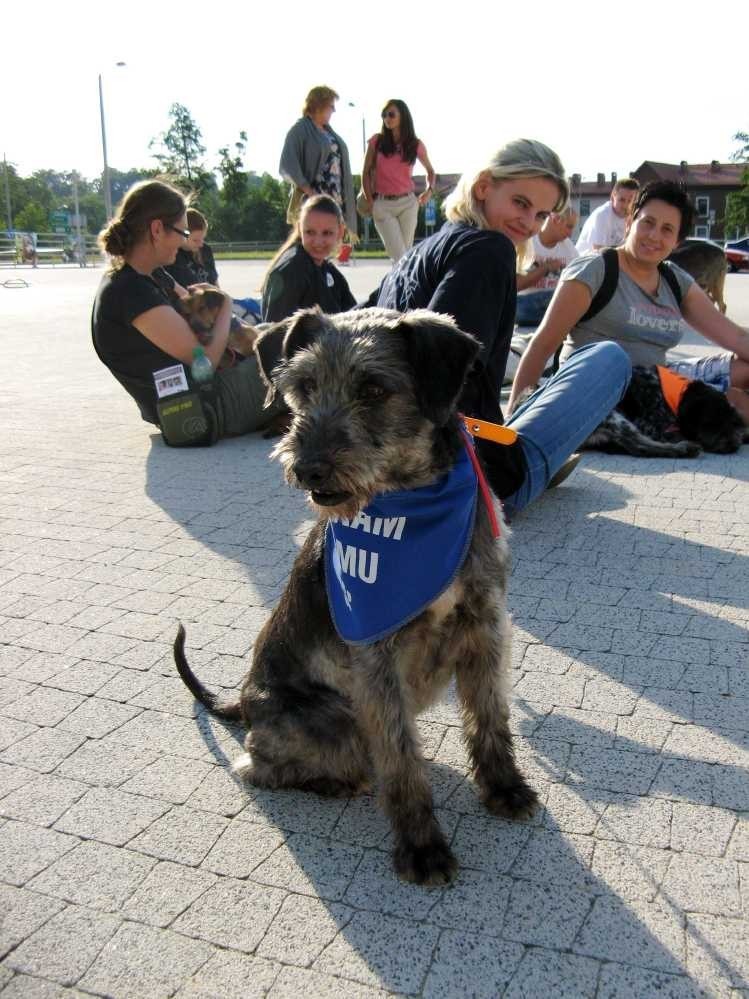 Bielsko-Biała: Fundacja Zmieńmy Los zachęcała bielszczan do adopcji zwierząt.