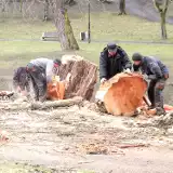 Przewróciły się dwa wiekowe drzewa w parku Sienkiewicza