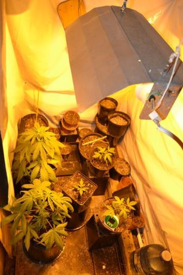 Jelenia Góra: 55-latek uprawiał marihuanę w garażu