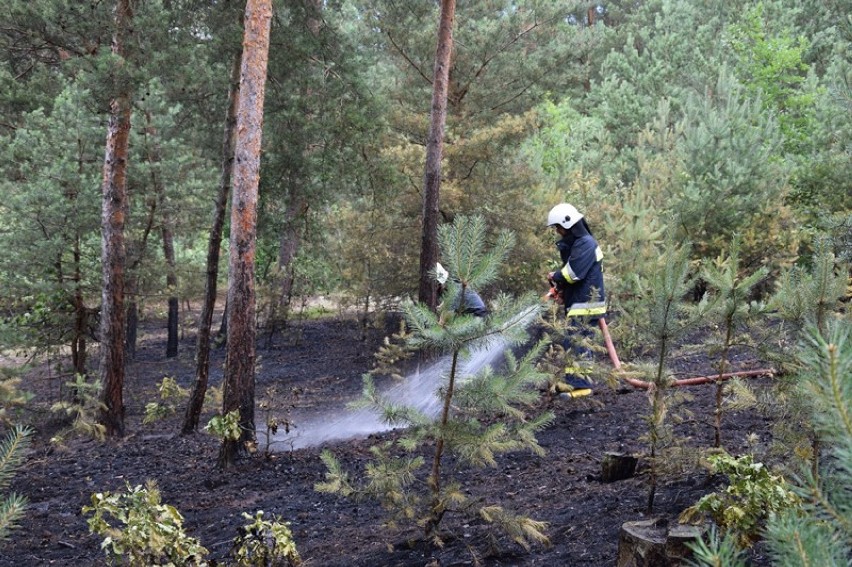 Pożar lasu w Beleniu [zdjęcia]                    