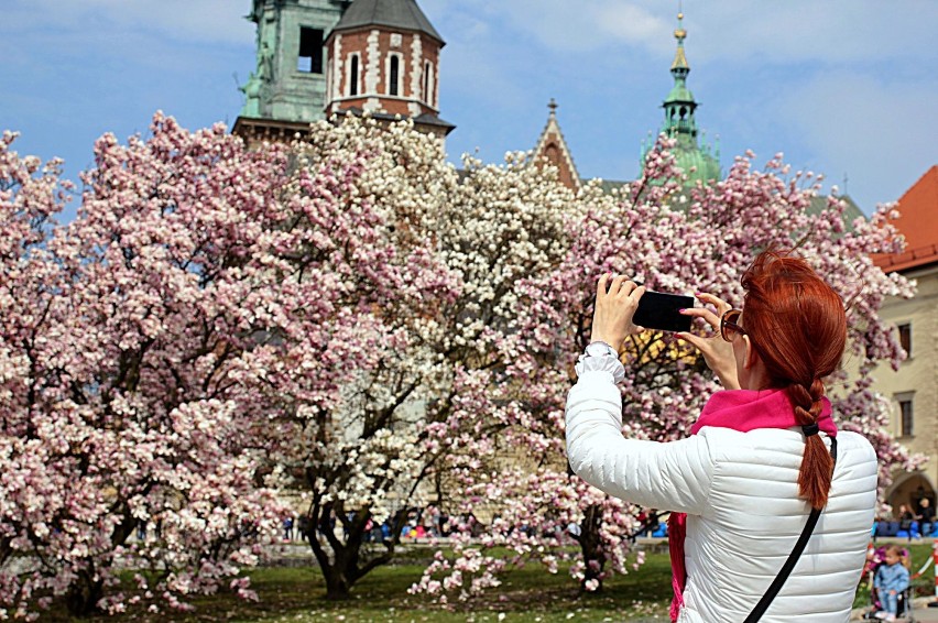 Kwitnące ogrody na Wawelu