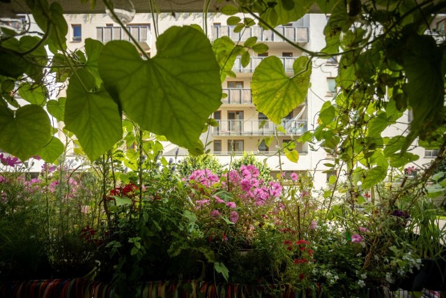Oto balkony i ogródki nagrodzone w minionej edycji konkursu Warszawa w kwiatach