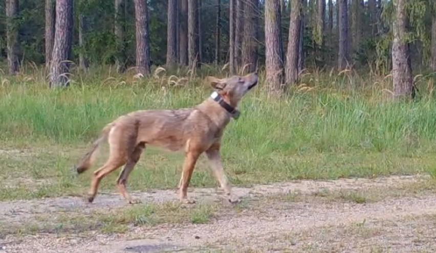 Wilk z Austrii przywędrował do Polski i osiedlił się w lublinieckich lasach