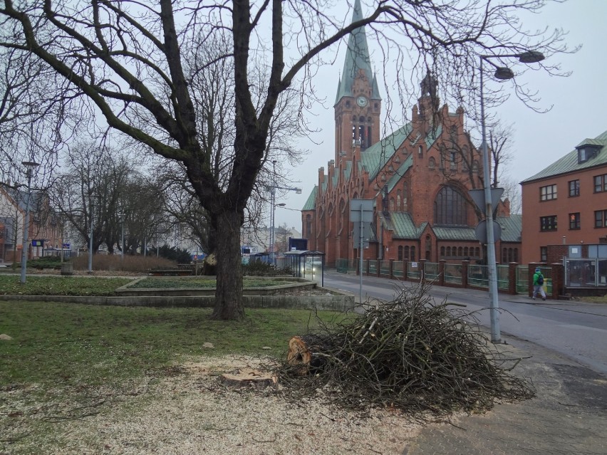 Wycinka starych drzew w Bydgoszczy. Sześć kasztanowców poszło pod piłę [zdjęcia]