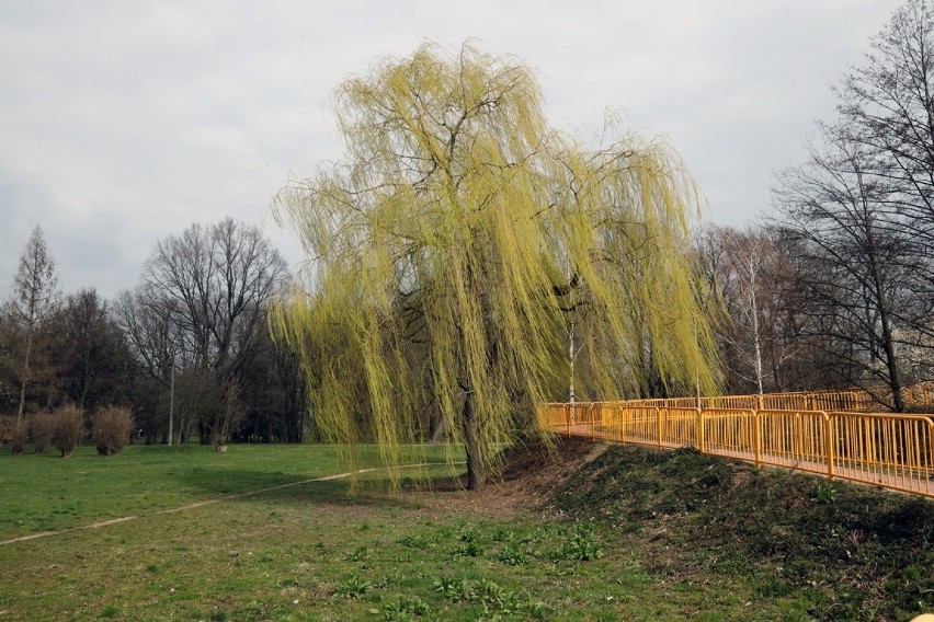 Pusty Park Miejski w Legnicy, boimy się koronawirusa! [ZDJĘCIA]