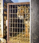 Dyrektor zoo w Poznaniu: Tygrysy już na granicy były w bardzo złym stanie. Do nas przyjechały prawie zwłoki