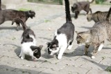 Martwe koty w Jadwisinie: makabryczne odkrycie Straży dla Zwierząt [WIDEO]