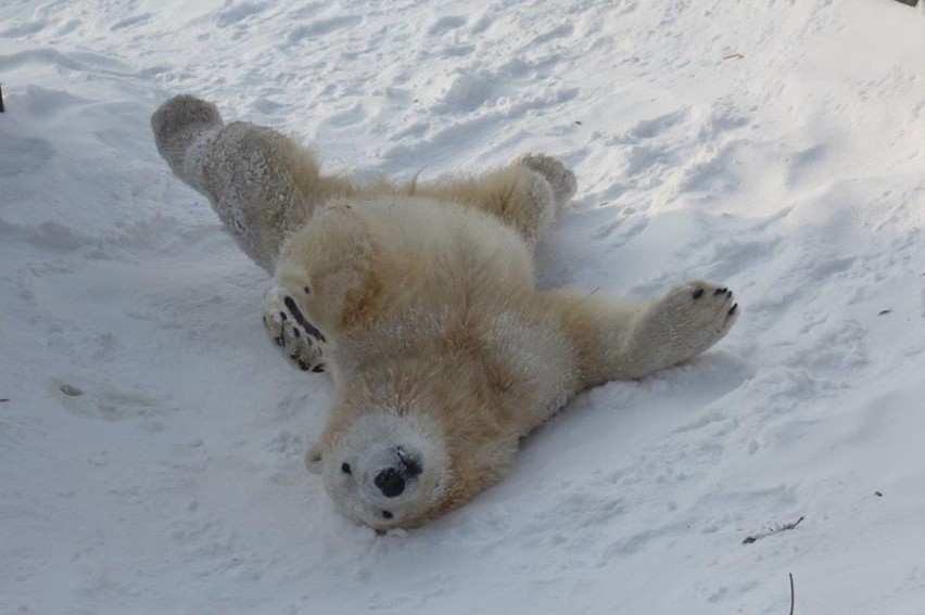 Niedźwiedzie z warszawskiego ZOO obchodzą 5 urodziny...