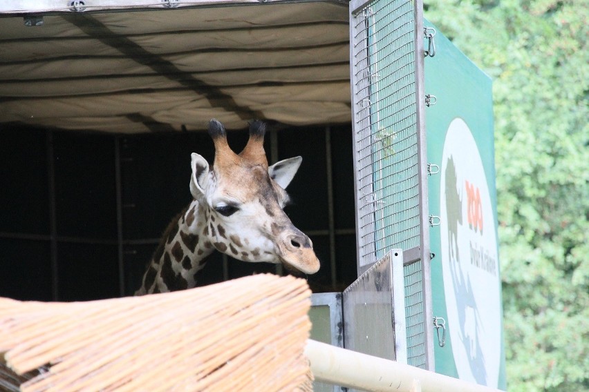 Do zoo w Poznaniu przyjechała samica żyrafy o imieniu Epsi....