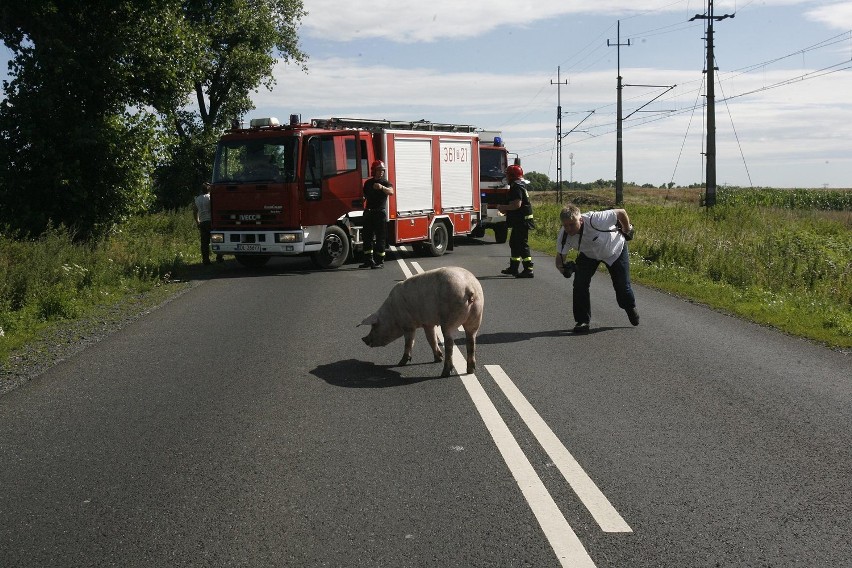 Wypadek ciężarówki ze świniami na trasie Legnica - Złotoryja (ZDJĘCIA)