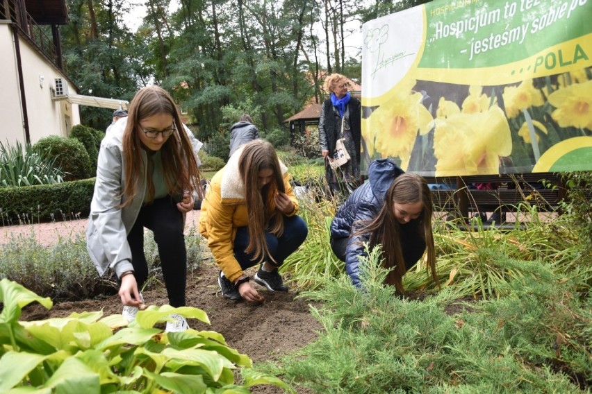 Wolontariusze z Zespołu Szkół nr 2 w Wągrowcu posadzili żonkile przy wągrowieckim hospicjum [ZDJĘCIA] 