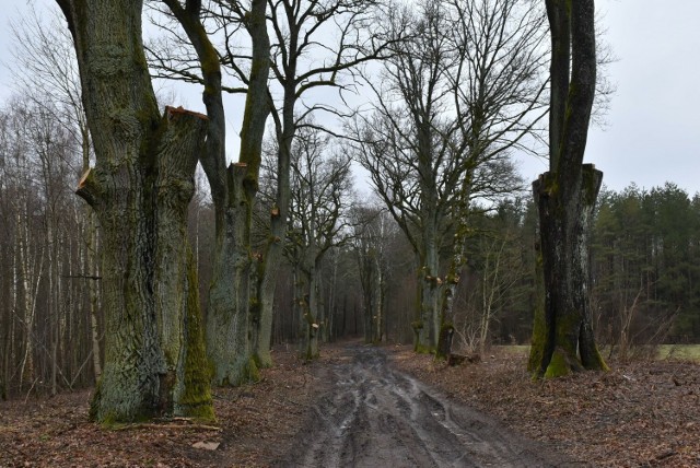 Droga powiatowa "ósmej kategorii" - czy potrzebne są wzdłuż niej radykalne zabiegi na drzewach?