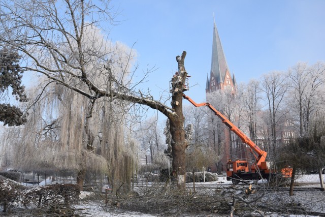 Trudna operacja wycinki wierzb znad Niezdobnej