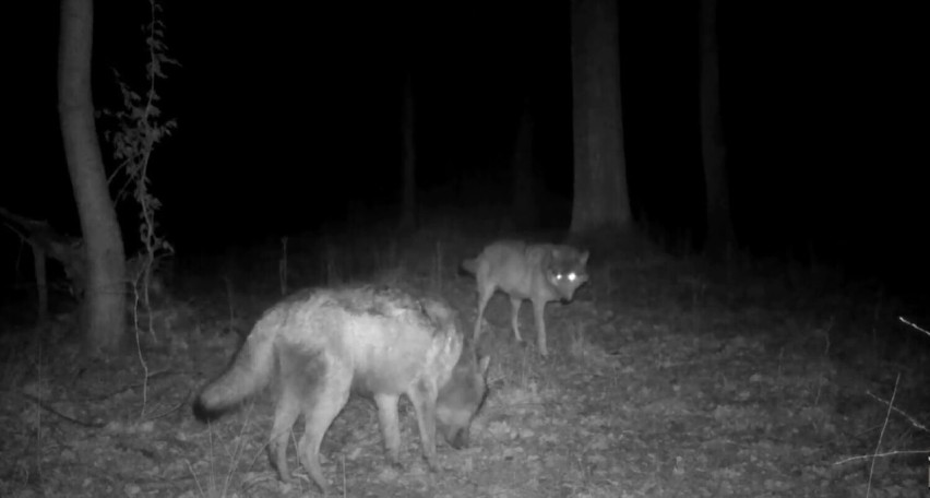 Niezwykła historia wilka bez jednej łapy. Mieszka w lesie pod Częstochową