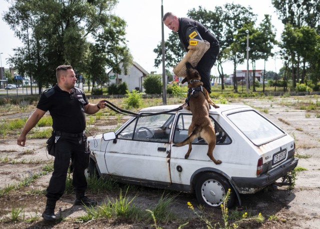 Toruńscy policjanci przynajmniej raz w tygodniu szkolą swoje psy. Uczestniczyliśmy w takich zajęciach. Widać, że przewodnicy czworonogów to ludzie z pasją. O swoich podopiecznych i pracy z nimi mogą opowiadać godzinami.

Zobacz także: Strefa kibica w Toruniu już działa. Zobaczcie, jak wyglądała jej inauguracja! [ZDJĘCIA]

To jeszcze młody pies. Dużo w nim jeszcze emocji. Bardzo chce je znaleźć. Potrzeba jeszcze trochę ćwiczeń, żeby się wyciszył i pracował spokojniej – mówi młodszy aspirant Marcin Kujawa, jeden z policjantów pracujących w Ogniwie Przewodników Psów Służbowych Wydziału Prewencji Komendy Miejskiej Policji w Toruniu. - Zresztą tak naprawdę to pies policyjny uczy się całe życie, bo ciągle pojawiają się jakieś wyzwania.

Po udanym odnalezieniu materiałów wybuchowych, Miessiemu  należy się nagroda. To kilkuminutowa zabawa z przewodnikiem. Głównie piłeczką, która między innymi aportuje.
-&nbsp;Te wszystkie ćwiczenia poszukiwawcze psów policyjnych opierają się na zasadzie zabawy - dodaje Marcin Kujawa i za chwilę prezentuje, jak jego pies reaguje na piłeczkę. Nie widzi nic poza nią, a kiedy w końcu przewodnik pozwala mu na wzięcie jej do pyska, tak mocno ją ściska, że czworonoga można podnosić i szarpać. W pogoni za zabawką może też wskoczyć przewodnikowi na plecy i trwać tam tak długo, ile człowiek wytrzyma.

Zobacz także: 100 milionów dotacji dla ojca Tadeusza Rydzyka na budowę Muzeum "Pamięć i Tożsamość" w Toruniu?

Wchodzimy do pokoju, gdzie jest ukryty zapach narkotyków. Koran, kolejny potrzebuje tylko kilku chwil na ich odnalezienie. Gdy wie gdzie są, szczeka i drapie pazurami w tym miejscu.
-&nbsp;Wiedziałem, że tak będzie, on jest bardzo szybki – tłumaczy jego przewodnik.  
-&nbsp;Zbliża się sezon zbierania grzybów. Wtedy nasze zwierzaki bardzo się przydają w poszukiwaniu zagubionych – mówią policjanci.

Osobną grupę stanowią psy patrolowe. Mogą zatrzymać każdego napastnika. Nic im nie przeszkodzi.

To, że mają rację widać już za chwilę. Jeden z psów wskazuje za napastnikiem na dach garażu, w kolejnym ćwiczeniu nie ma problemów ze ściągnięciem złodzieja z dachu samochodu. Carlos potrafi też znaleźć się w kilka sekund w środku kradzionego auta. W czasie piątkowych ćwiczeń szyba pojazdu była otwarta. 

Zobacz także: Dentysta z Torunia oskarżony o gwałty jest na wolności! Zwabiał ofiary do mieszkania przy ul. Łódzkiej
-&nbsp;Ale zamknięta też nie jest przeszkodą. Potrafi ją zbić kagańcem – wyjaśnia Wojciech Olszewski i przypomina historię z jednych z pierwszych ćwiczeń na toruńskiej Motoarenie, kiedy w pogoni za napastnikiem psy potrafiły łamać krzesełka. Teraz już wiedzą, że trzeba przez nie przeskakiwać. 
-&nbsp;Mówi się, że jeden dobrze wyszkolony pies patrolowy na przykład w czasie awantur ulicznych lub stadionowych może zastąpić kilkunastu policjantów – dodaje Wojciech Olszewski.

Przewodnicy psów szkolą swoje czworonogi nie tylko w bazie przy ulicy Topolowej, z której zresztą za kilka tygodni przenoszą się do nowej komendy w Dobrzejewicach.
-&nbsp;Nie możemy ćwiczyć ciągle w tym samym miejscu. Zajęcia odbywamy w tak zwanym terenie lub w komendzie, w zaprzyjaźnionych sklepach. I sami też często wymyślamy zadania związane z pojawiającymi się nowymi sytuacjami.

Policyjne psy z Torunia w akcji. Zobacz, do czego są zdolne [ZDJĘCIA]