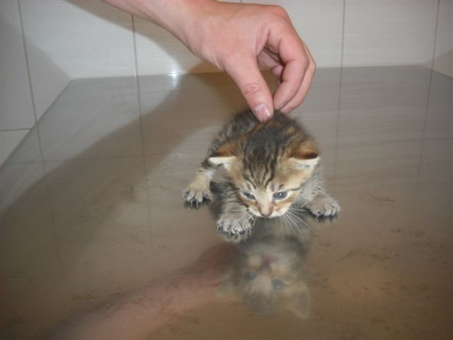 foto: Ewa Łazowska
Ten kociak ma zaledwie trzy tygodnie. Jest maleńki i potrzeba sporego doświadczenia weterynarza by malucha zbadać.